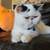 Boy Exotic shorthair kitten 1 thumbnail
