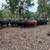 Bred cows 21 thumbnail