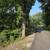 STRAIGHT BLACK WALNUT TREES  (8) 1 thumbnail