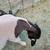 Dorper ewe 5 months old 4 thumbnail