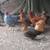 Chickens Pullet Rooster 7 thumbnail