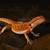 Red Monster Bearded Dragon 7 thumbnail