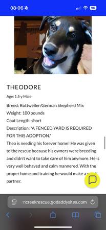 Animal Rescue - Dogs Need Homes63826637499265123