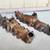 Original 1937-1948 Ford Flathead V8 Motor OEM Cast Intake Manifold 5 thumbnail