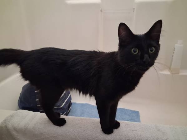 Gato perdido (Kingston)594821609937981442