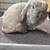 Holland lop 3 thumbnail