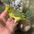 Baby parrotlet 4 thumbnail