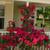 Flowering Shrubs, Ornamental Shrubs, Bushes Evergreen Shrubs 5 thumbnail