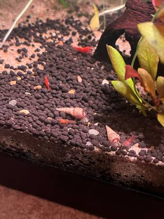 Neocaridina Red cherry ? shrimp, pink tuxedo guppies, snails63903227413635121