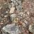 FREE ROCKS FOR THE PICKING AND TAKING 6 thumbnail