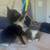 Two rescued kittens 7 thumbnail