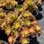 Come Visit Succulent Gardens - Vibrant Varieties Starting at $3! 5 thumbnail