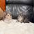 Mixed MC Kittens 8 thumbnail