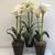 SET/3 Pottery Barn Faux White Amaryllis 1 thumbnail