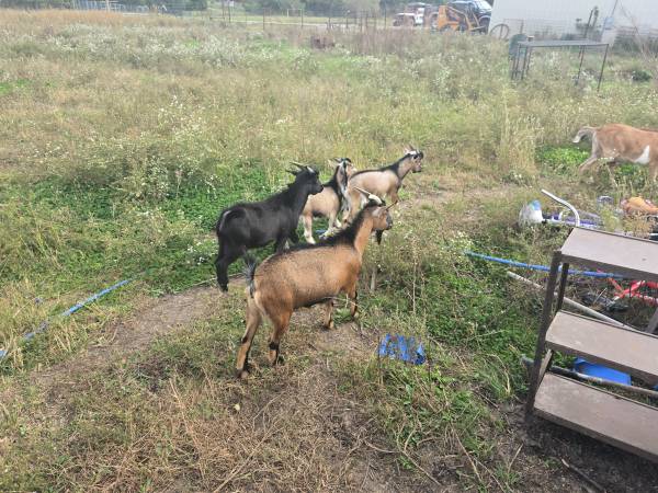 Goats 1