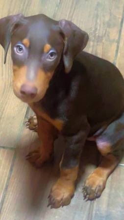 Male Doberman 1