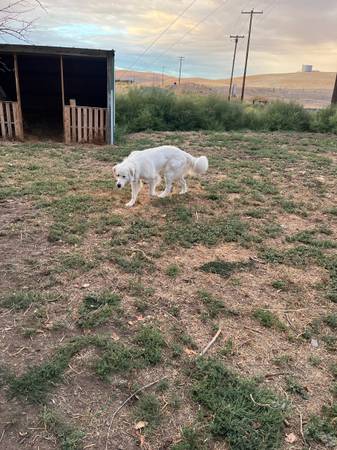 Great Pyrenees (Mesa)570745912842014721