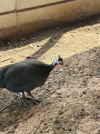 Chickens (San Saba)564510281685411843