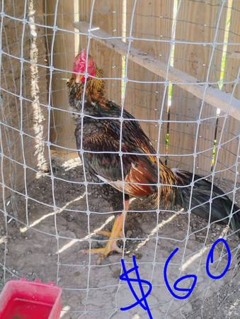 Gallo y gallina Asil.. 1