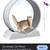 Cat Treadmill 1 thumbnail
