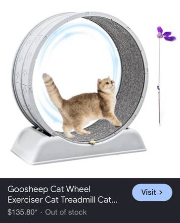 Cat Treadmill 1