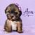 Shihpoo 3 thumbnail