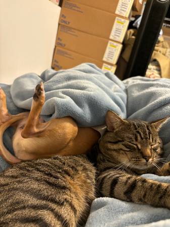 Free cat grooming (Downtown)63950515882755124