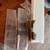 TEHOME Brushed Gold Rounded Medicine Cabinet with Mirror 3 thumbnail