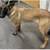 Belgian Malinois dogs 2 thumbnail