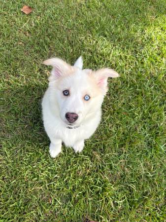 Cachorro Husky/Lab (Jacksonville)63925384940802121