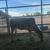 Mini Zebu cows 1 thumbnail