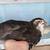 Jumbo pearl couturnix Quail 3 months/gordonises de Jumbo pearl couturnix 3 meses 5 thumbnail