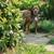 Dogs looking for home, can seperate - No fault of theirs 3 thumbnail