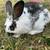 Flemish Giant / Standard Rex Mix Bunny Rabbits 1 thumbnail