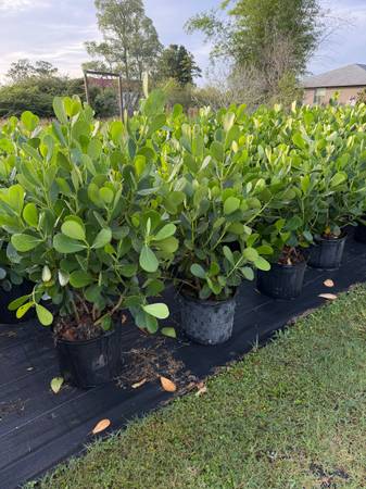 Clusia Plants (INSTALLED) 1