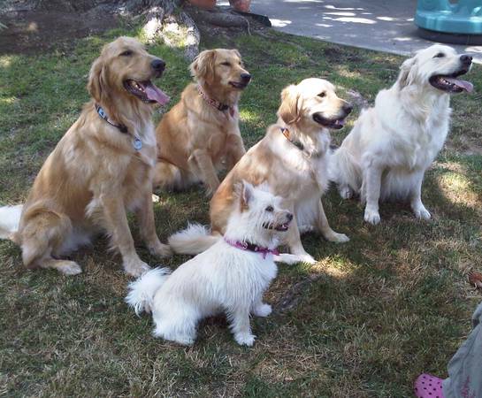 Dog walker, trainer, and sports handler (Studio City)63656443888769123