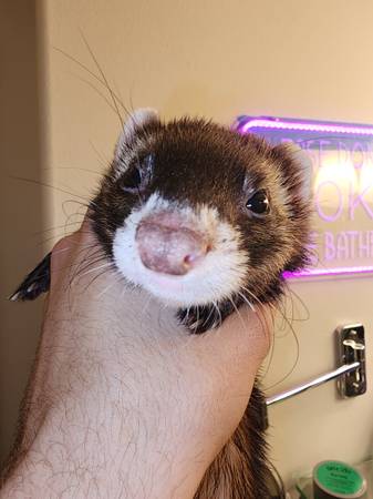 FOUND FERRET (Greenwood)63942500140290120