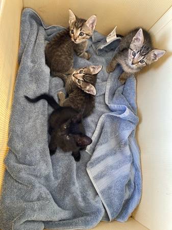 Kittens (Littlerock)63932506480131120