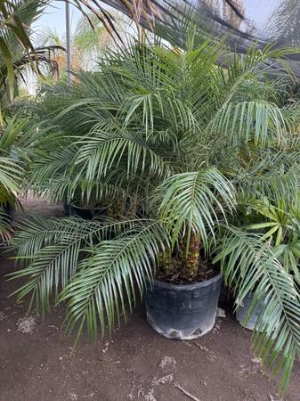 Pygmy date palms 1