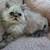 Long Haired Persians 3 thumbnail