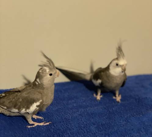 Cockatiels (Newnan)63881506521603120