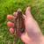 Bearded dragons 6 thumbnail