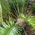 MADAGASCAR SAGO ///// CYCAS thouarsii --- 15 gallon 12 thumbnail