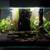 Fluval Edge 6 Gallon Forest Oasis - (Collectible Item) 2 thumbnail