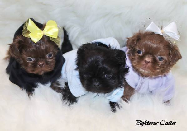 Imperial ShihTzu63670608395651120