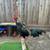 1/2 Atkinson Asil 1/2 Scott Valley Asil 4 thumbnail