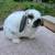 Holland lop Doe for sale! 1 thumbnail