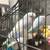 Rehoming parakeets 2 thumbnail