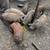 Feeder pigs 1 thumbnail