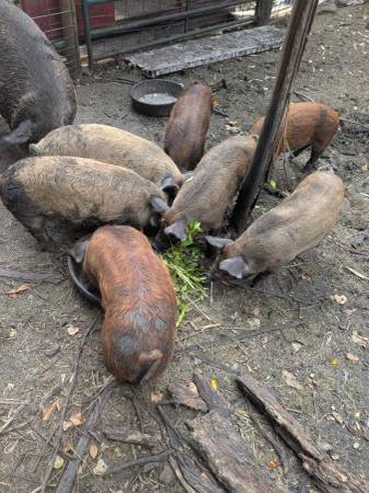 Feeder pigs 1